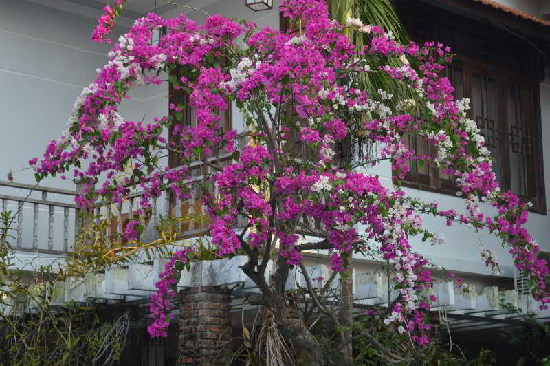 The Hoi An Orchid Garden Villas ภายนอก รูปภาพ
